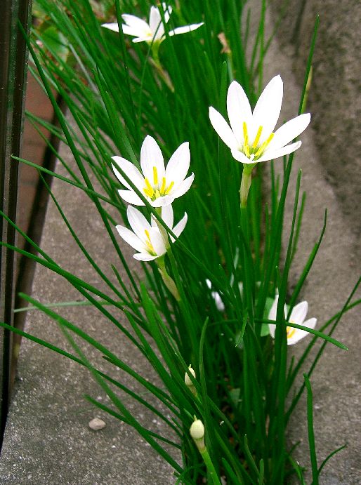 Zephyranthes candida, White rain lily — clumping semi-evergreen (Amaryllidaceae) (image 1 of 10)