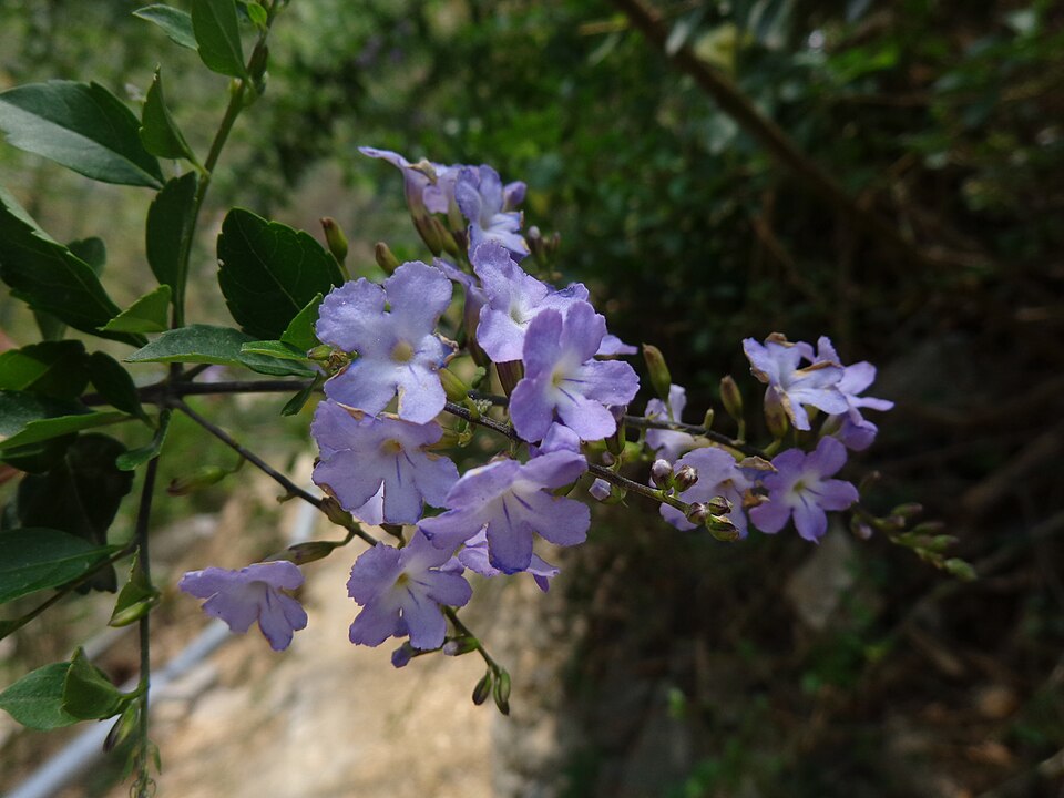 Duranta (alternate view 10)