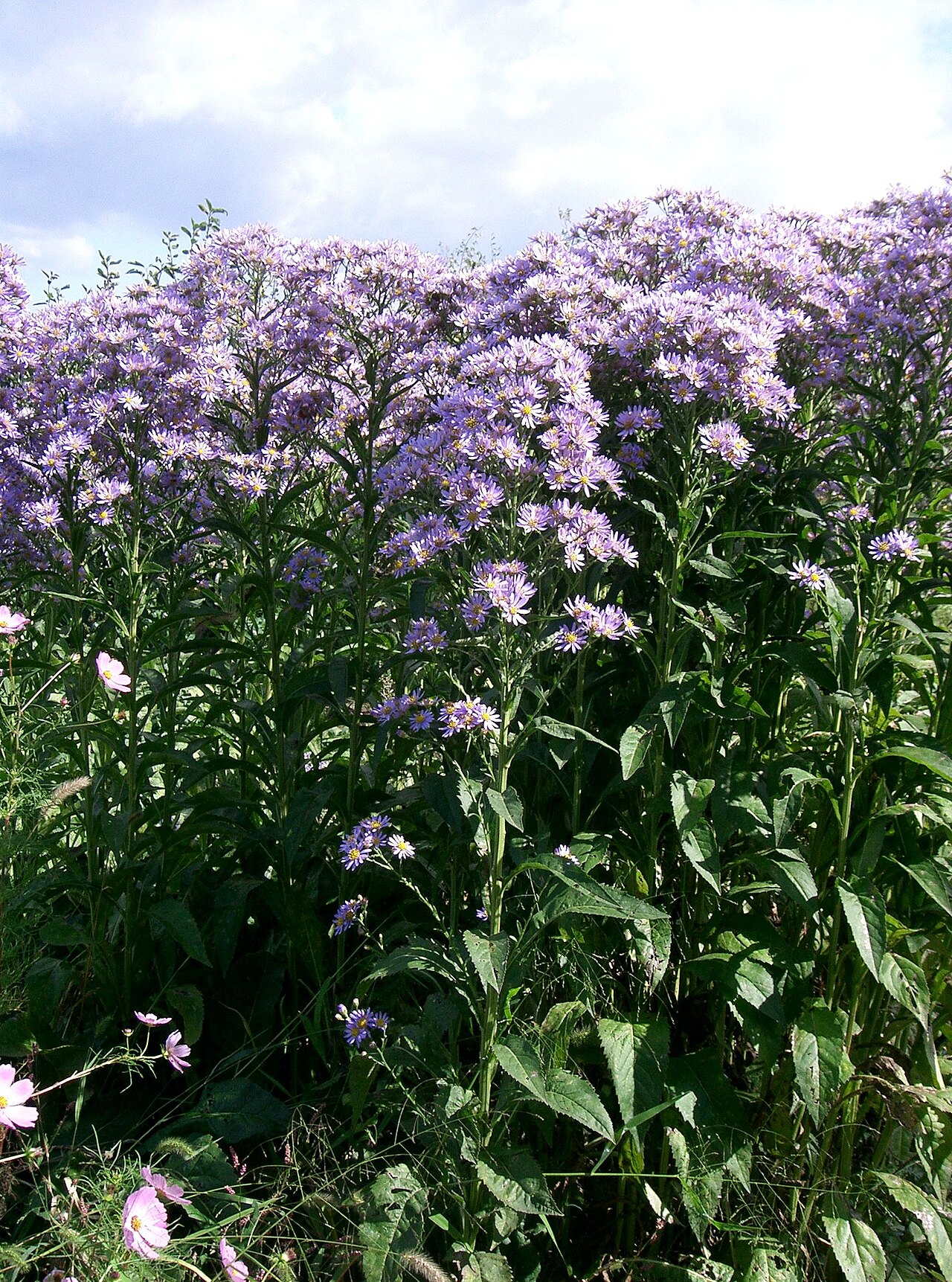 Aster tataricus, Tatarian aster — spreading deciduous (Asteraceae) (image 1 of 10)