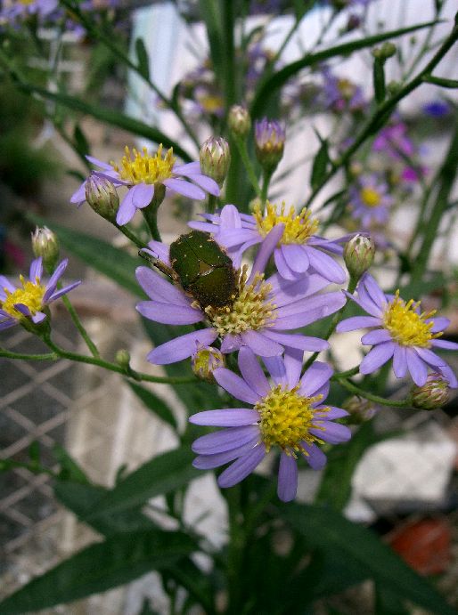 Aster tataricus, Tatarian aster — spreading deciduous (Asteraceae) (image 2 of 10)