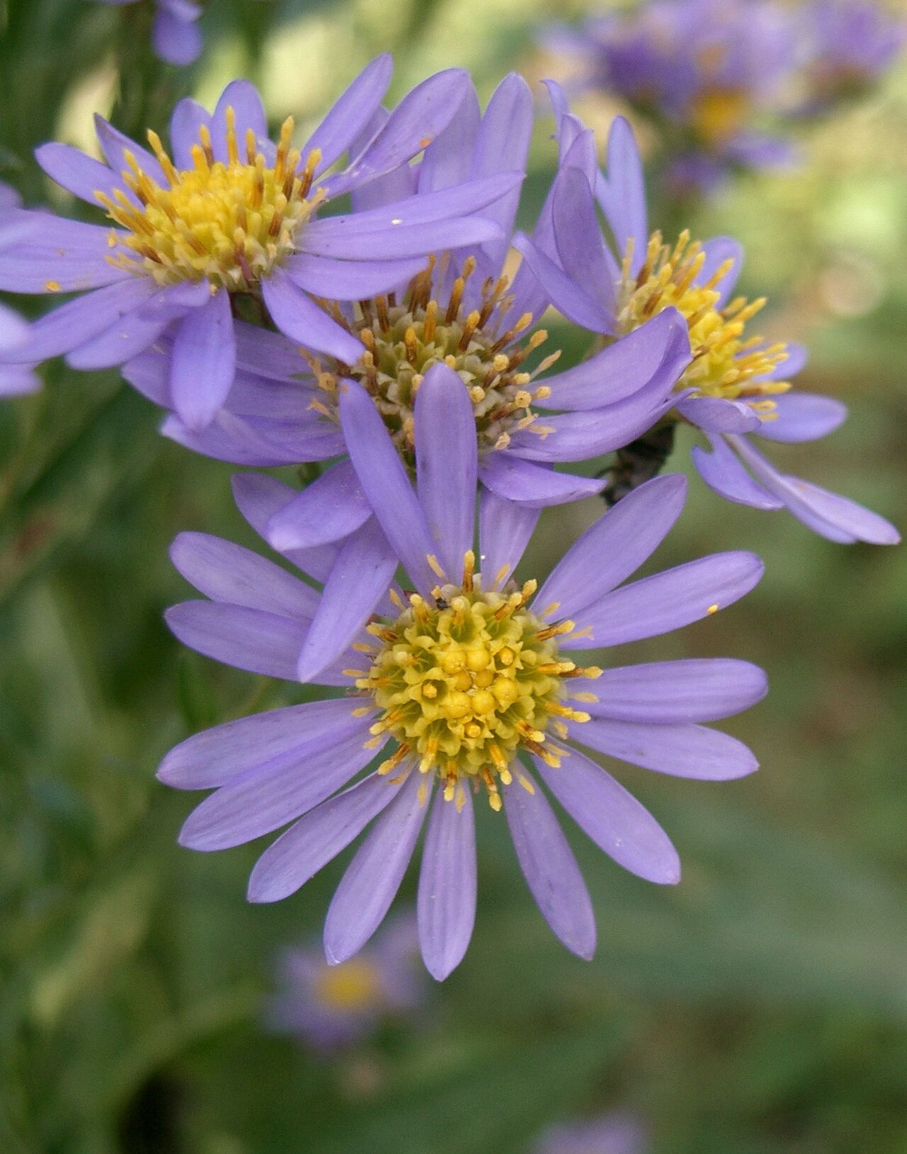 Aster tataricus, Tatarian aster — spreading deciduous (Asteraceae) (image 3 of 10)