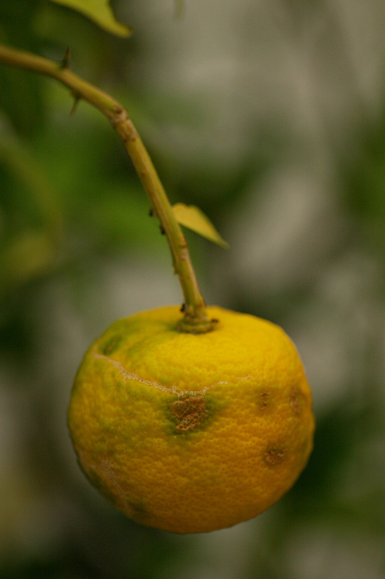 Citrus junos, Yuzu — upright evergreen (Rutaceae) (image 4 of 9)