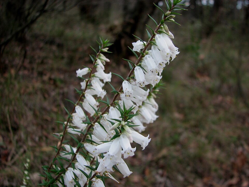 Epacris impressa (Common Heath) (alternate view 5)
