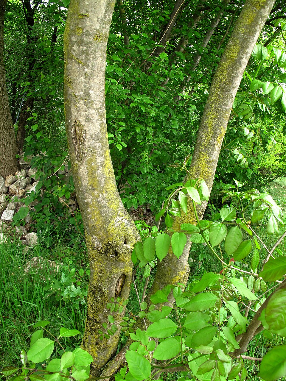 Fraxinus ornus (flowering ash, manna ash) (alternate view 10)