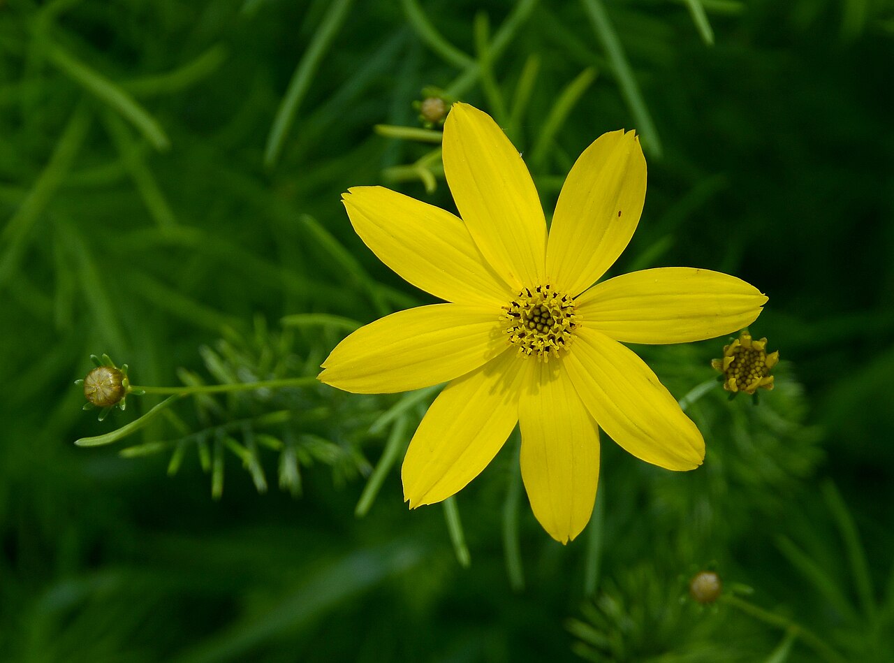 Coreopsis verticillata, Threadleaf coreopsis — spreading deciduous (Asteraceae) (image 10 of 10)