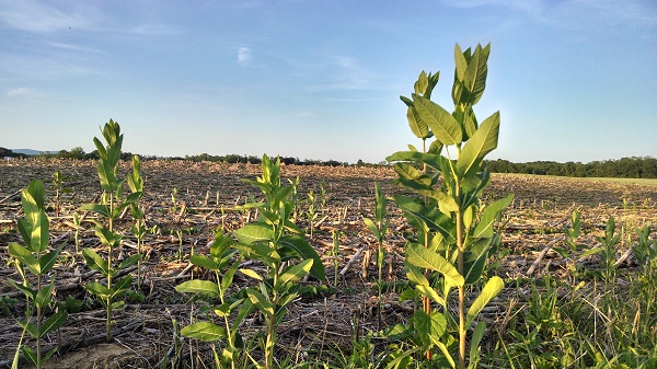 Asclepias syriaca (common milkweed)