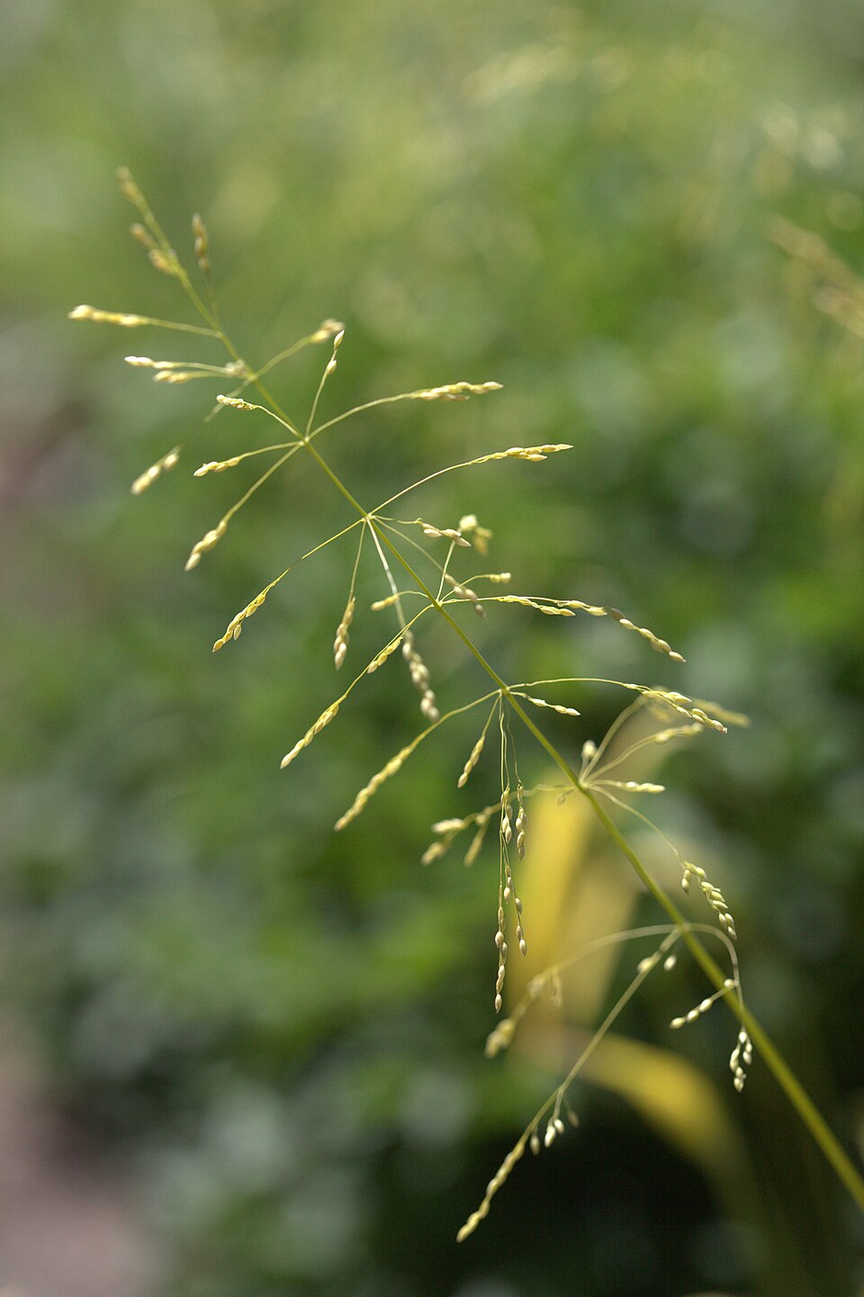 Milium effusum (Wood Millet)