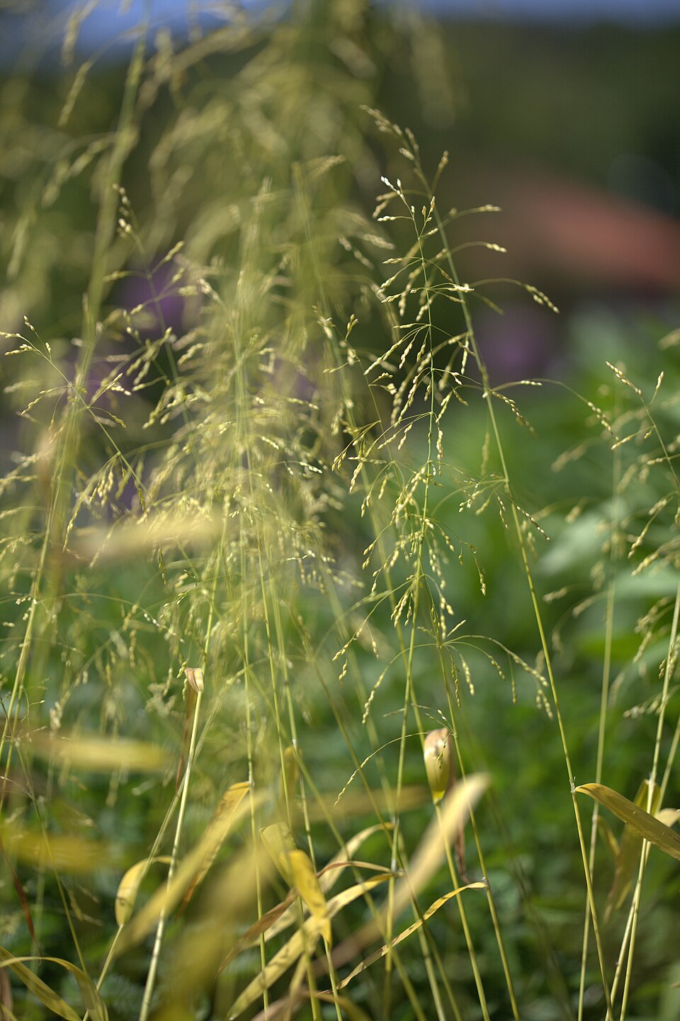 Milium effusum (Wood Millet)