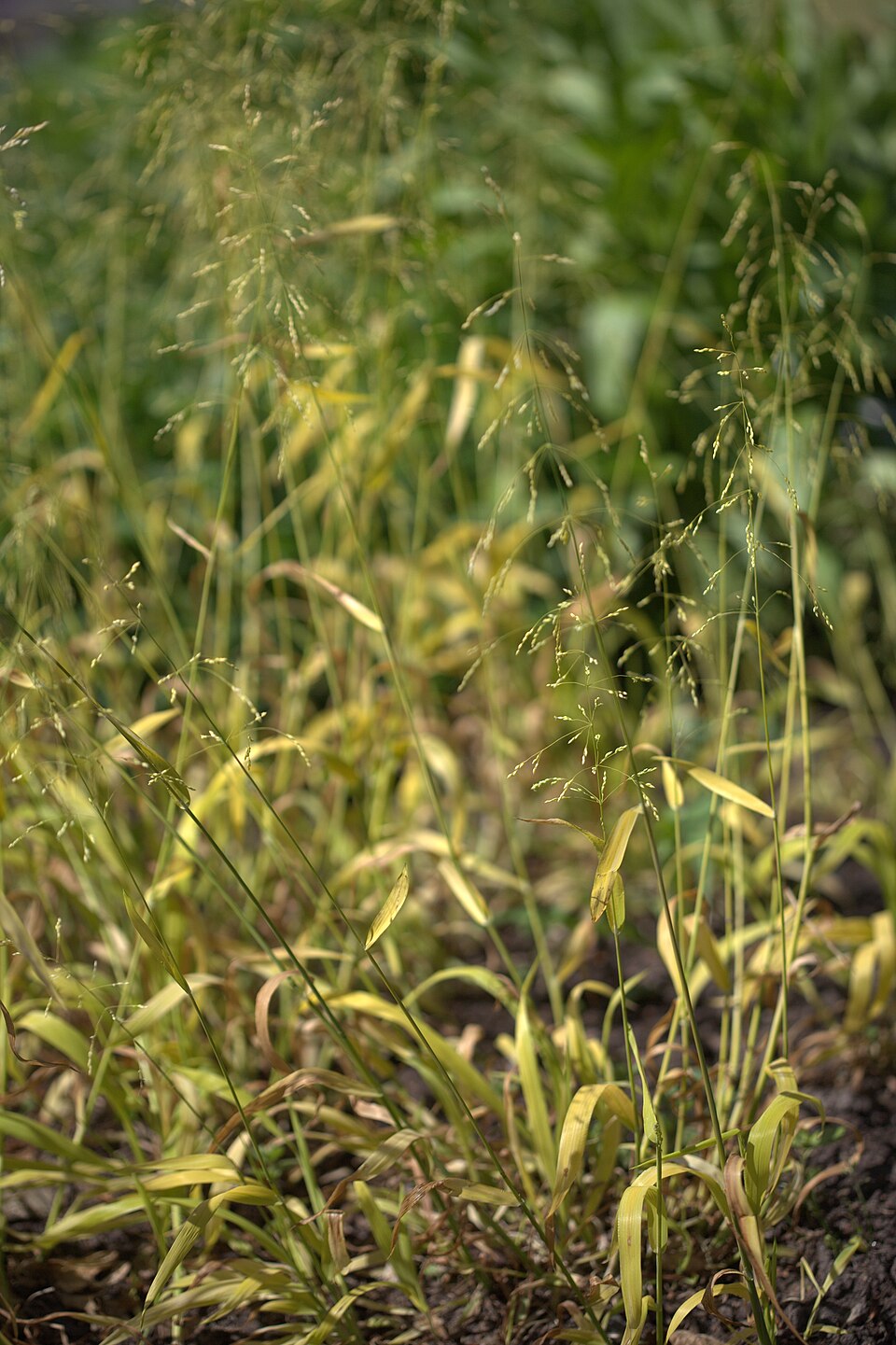 Milium effusum (Wood Millet)