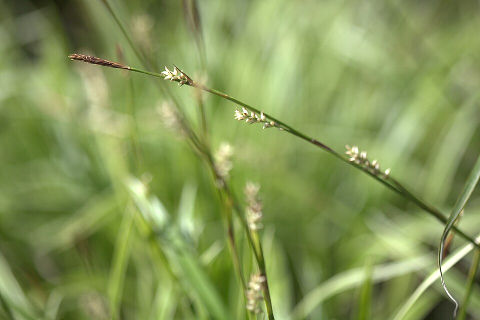 Carex 'Ice Dance' (Ice Dance Sedge)