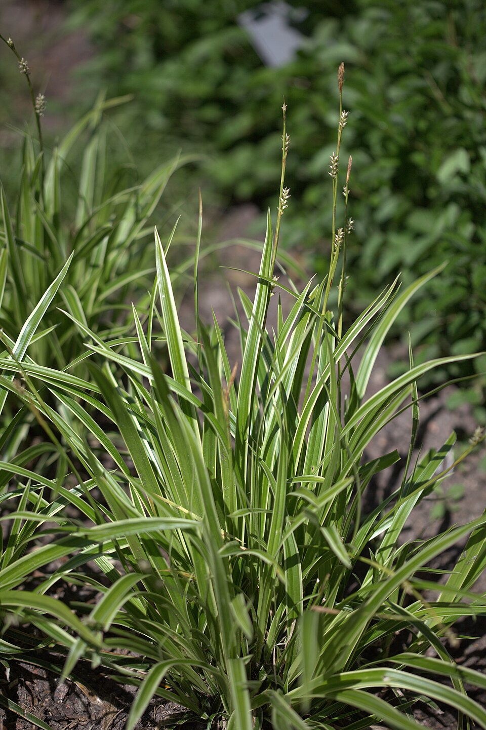 Carex 'Ice Dance' (Ice Dance Sedge) (alternate view 2)