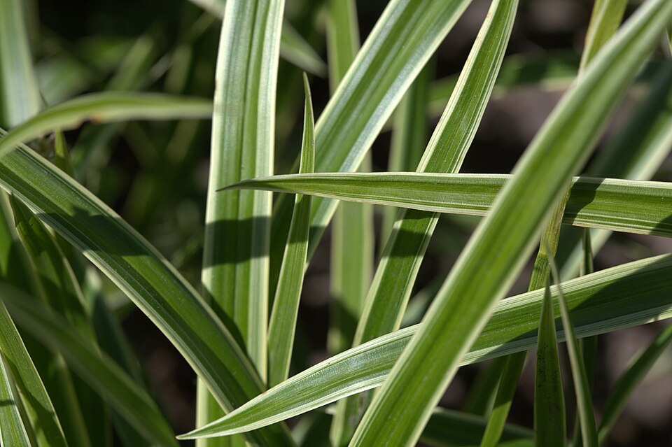 Carex 'Ice Dance' (Ice Dance Sedge) (alternate view 3)