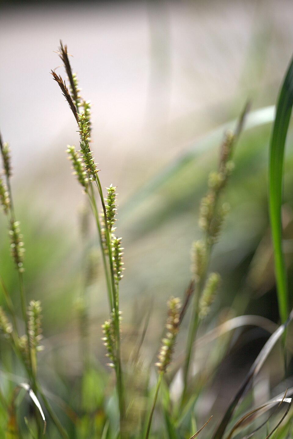 Carex morrowii 'Variegata' (Japanese Sedge) (alternate view 2)