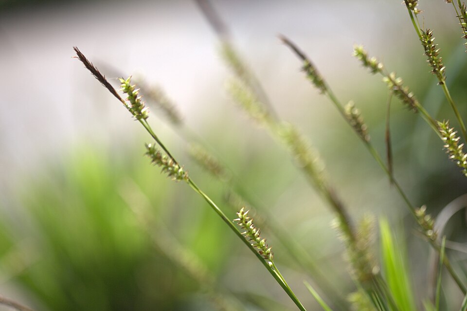 Carex morrowii 'Variegata' (Japanese Sedge) (alternate view 3)