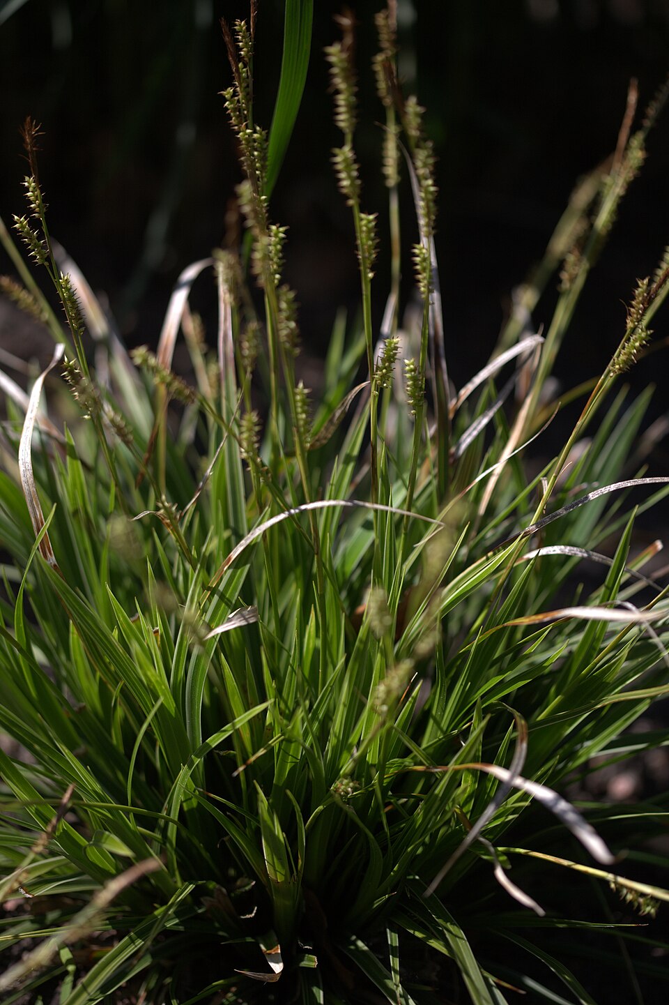 Carex morrowii 'Variegata' (Japanese Sedge) (alternate view 4)