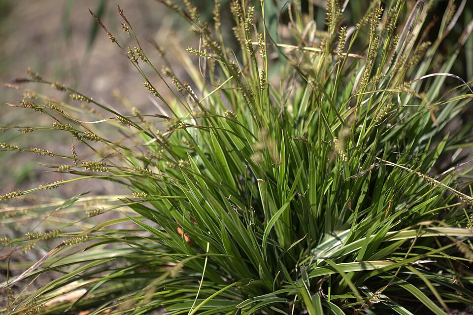 Carex morrowii 'Variegata' (Japanese Sedge) (alternate view 5)