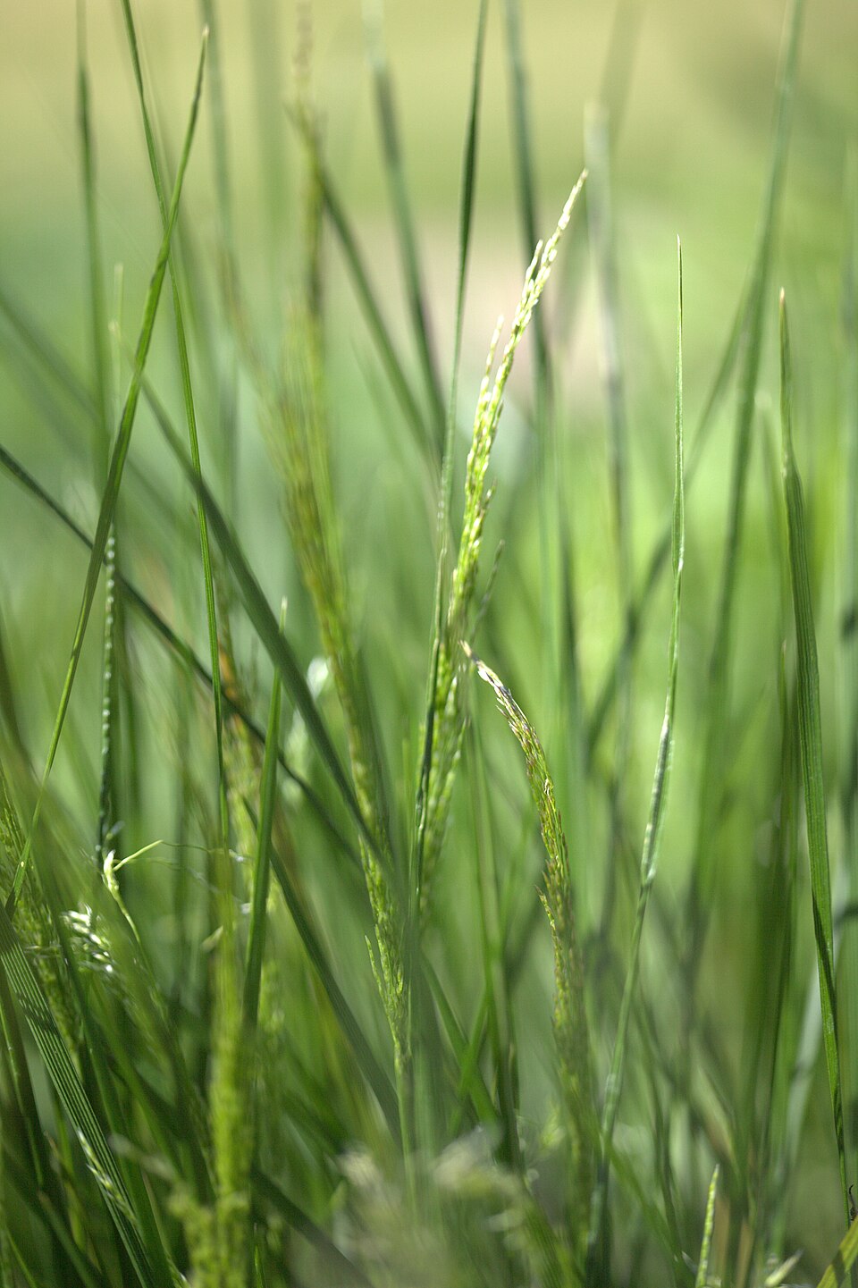 Deschampsia cespitosa (tufted hairgrass) (alternate view 8)