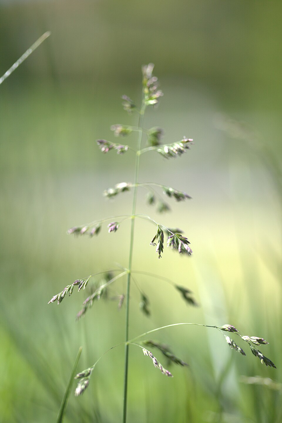 Deschampsia cespitosa (tufted hairgrass) (alternate view 9)