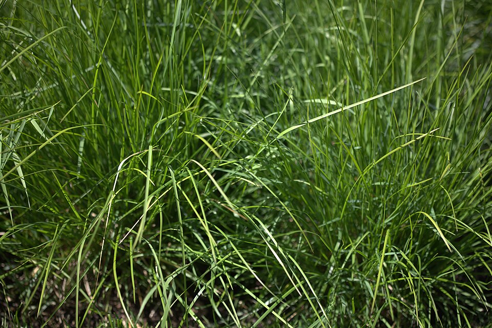 Sesleria autumnalis (Autumn Moor Grass) (alternate view 8)