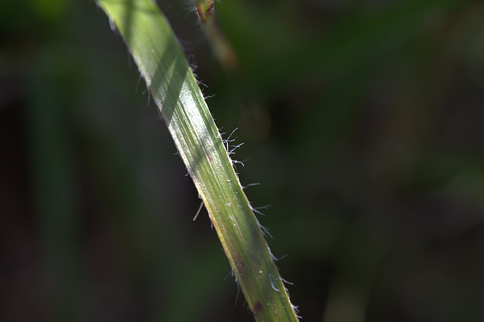 Luzula nivea (alternate view 11)
