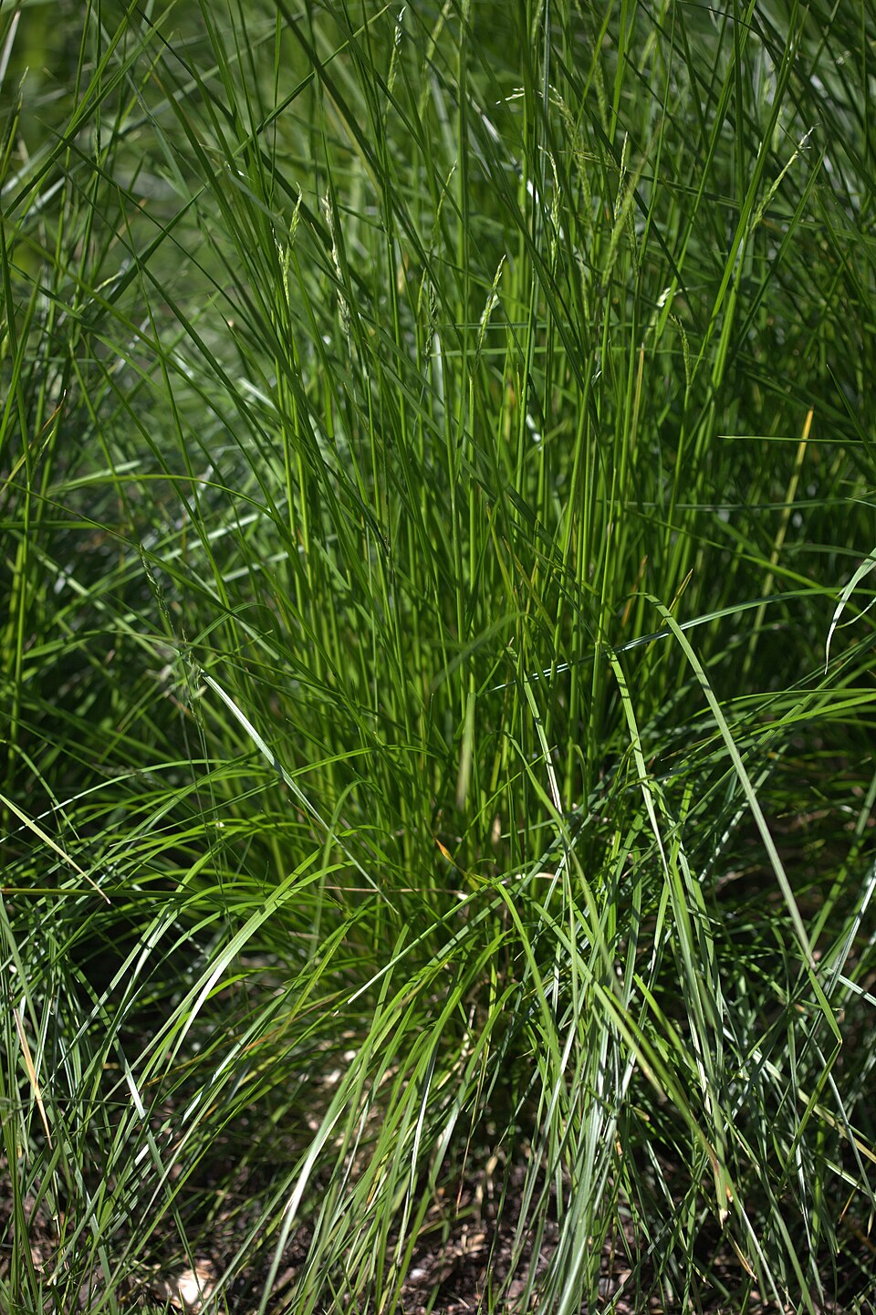 Deschampsia cespitosa (tufted hairgrass) (alternate view 10)