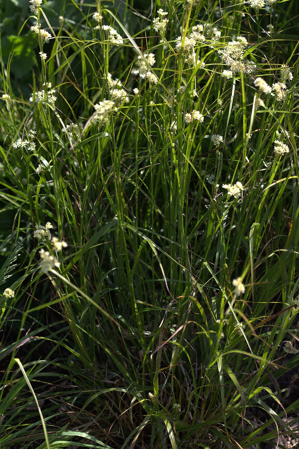 Luzula nivea (alternate view 13)