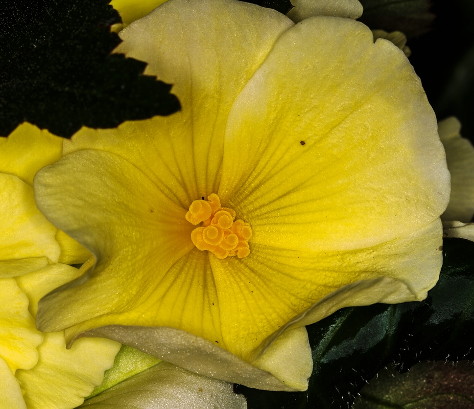 Begonia × tuberhybrida (Tuberous Begonia) (alternate view 9)
