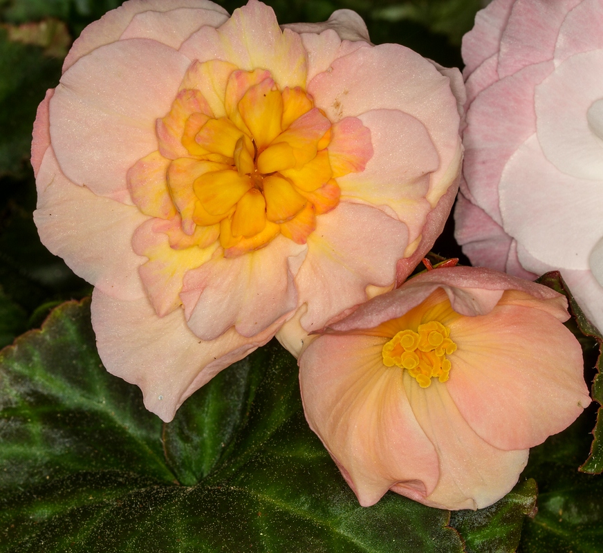 Begonia × tuberhybrida (Tuberous Begonia) (alternate view 10)