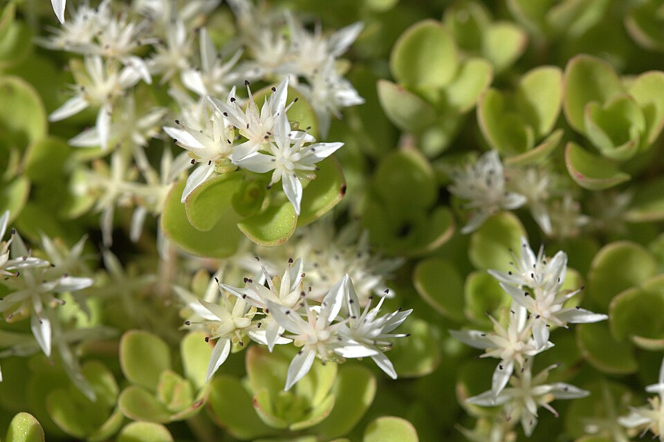 Sedum ternatum (woodland stonecrop) (alternate view 8)