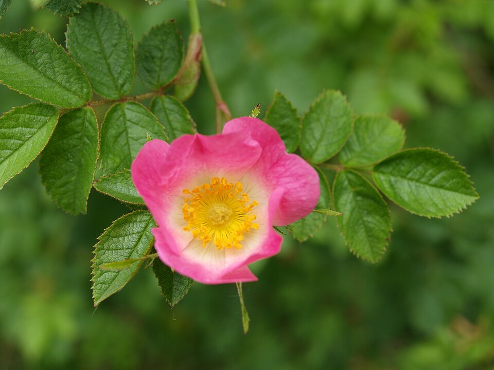 Rosa rubiginosa (Sweet-brier)