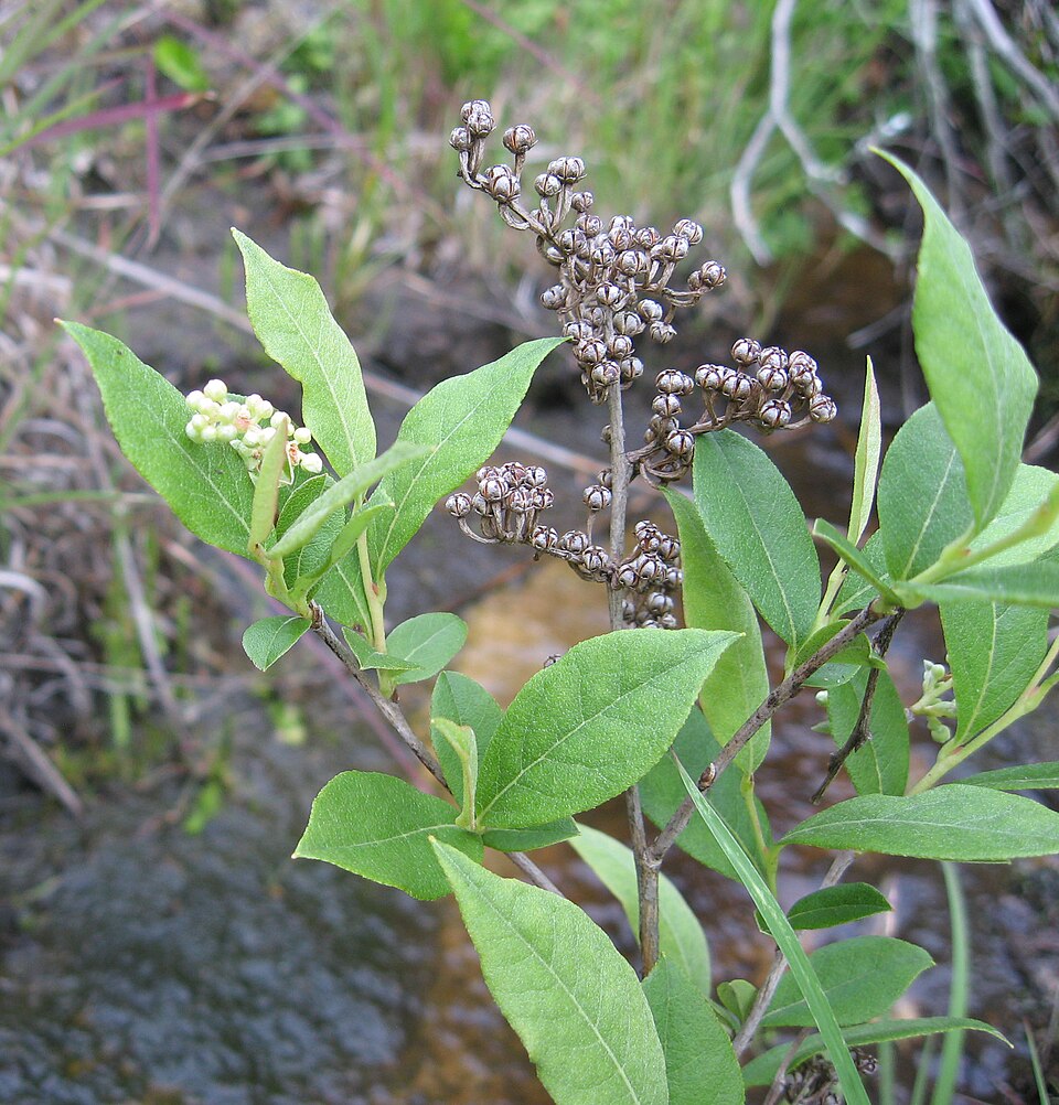 Lyonia ligustrina (He-huckleberry) (alternate view 8)