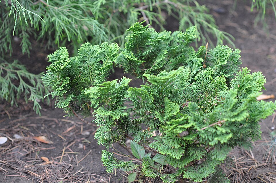 Chamaecyparis obtusa 'Nana Gracilis' (Dwarf Hinoki Cypress) (alternate view 4)
