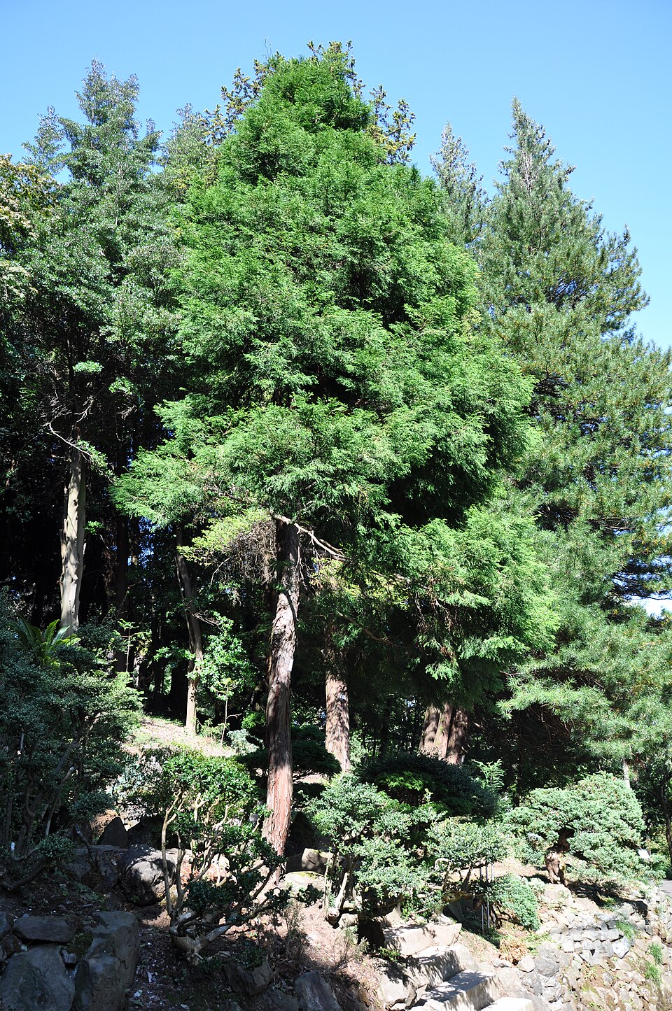 Chamaecyparis pisifera 'Filifera' (Thread Cypress)