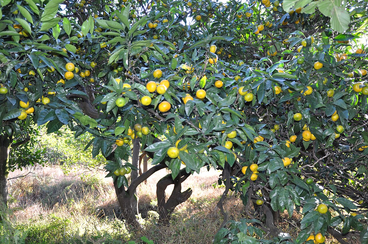 Citrus reticulata, Mandarin orange — spreading evergreen (Rutaceae) (image 7 of 10)