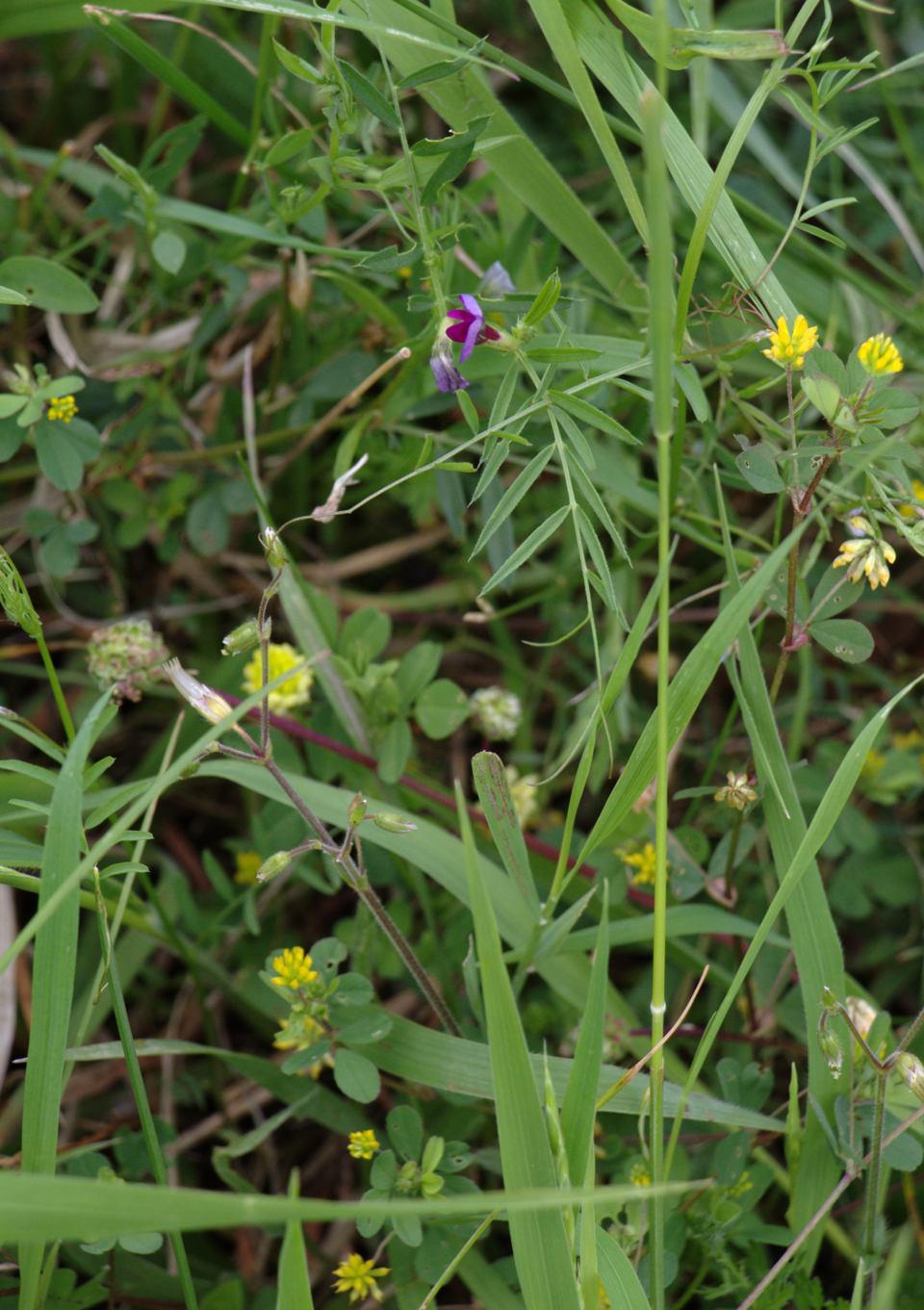 Trifolium dubium (Lesser hop trefoil)