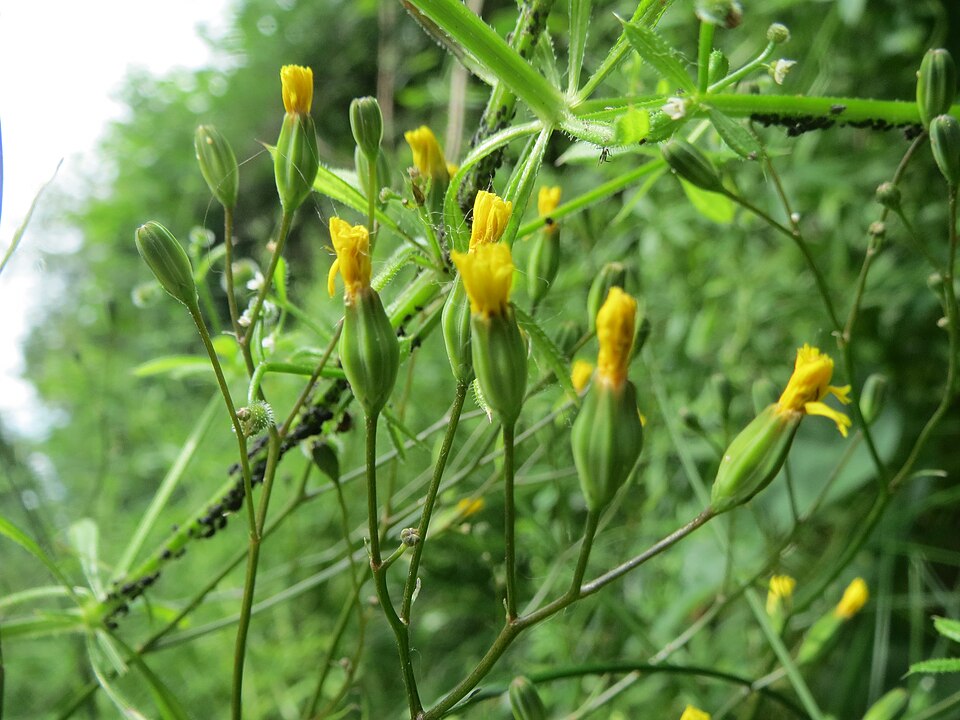Lapsana communis (nipplewort)