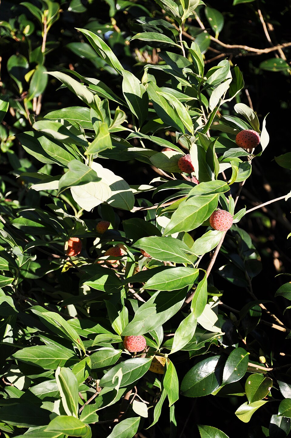 Cornus capitata (Mountain Moon Dogwood Tree) (alternate view 12)