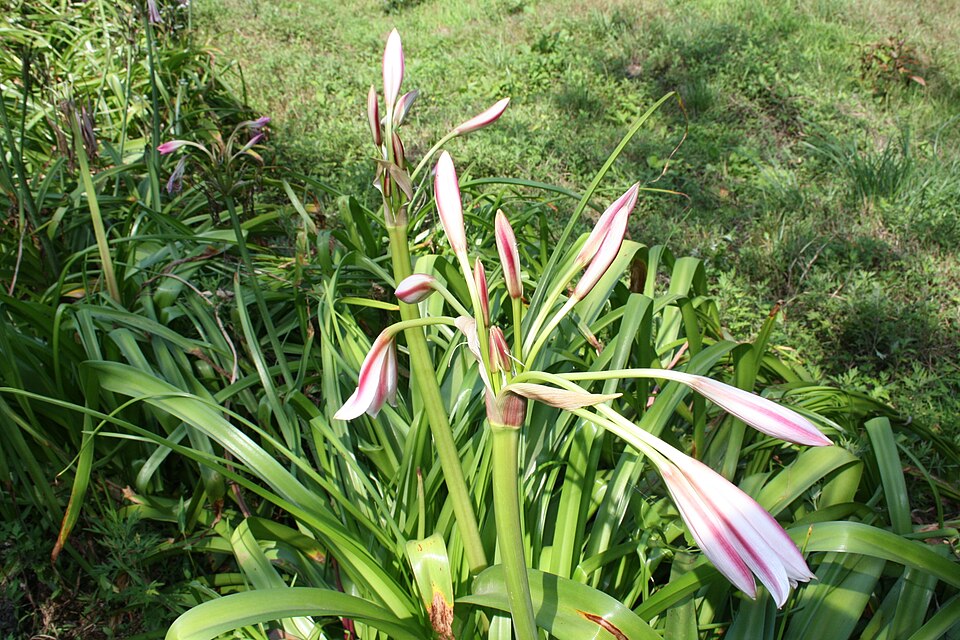 Crinum × amabile (Giant Spider Lily) (alternate view 5)