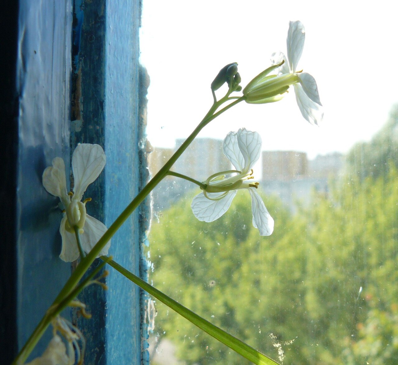 Raphanus sativus, Radish — clumping deciduous (Brassicaceae) (image 5 of 7)
