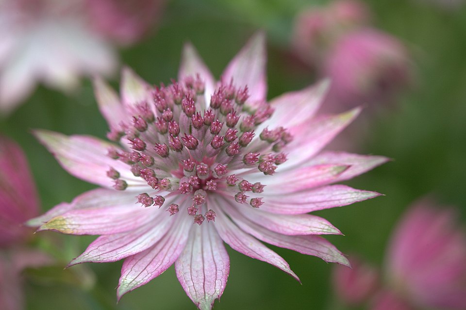 Astrantia major 'Roma' (Roma Masterwort) (alternate view 3)