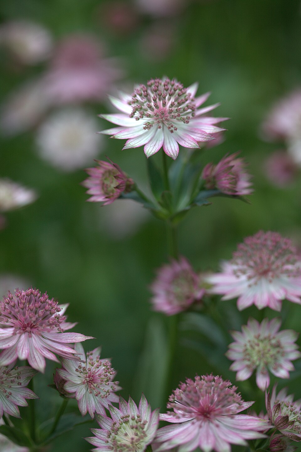 Astrantia major 'Roma' (Roma Masterwort) (alternate view 4)