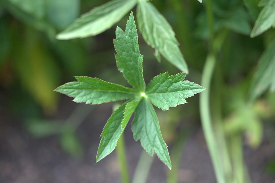 Astrantia major 'Roma' (Roma Masterwort) (alternate view 5)