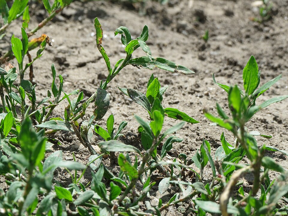 Polygonum aviculare (common knotweed) (alternate view 7)