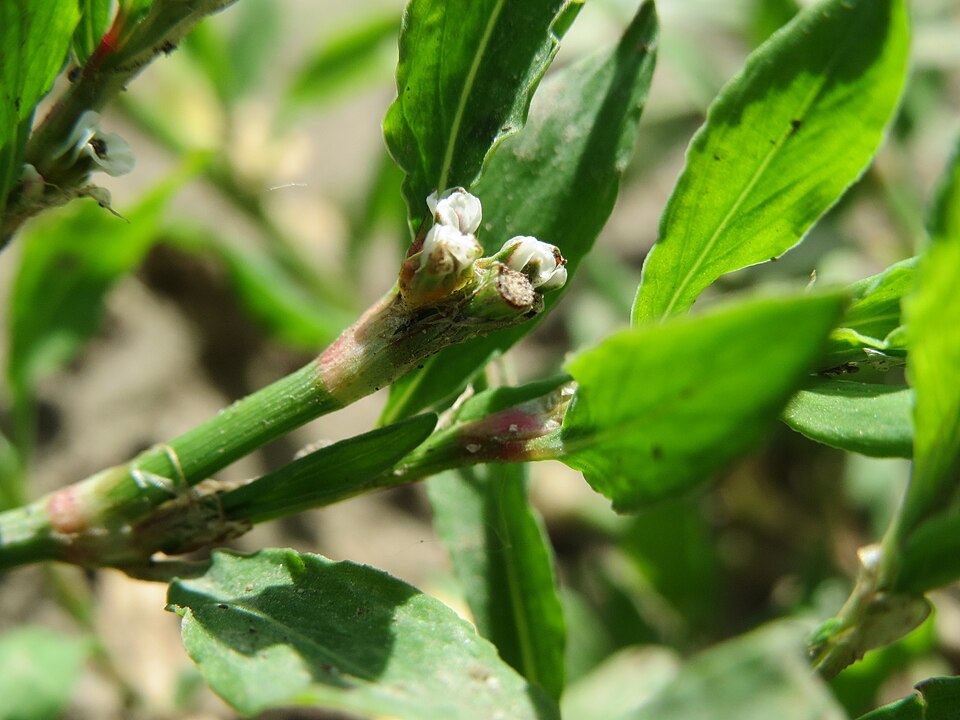 Polygonum aviculare (common knotweed) (alternate view 8)