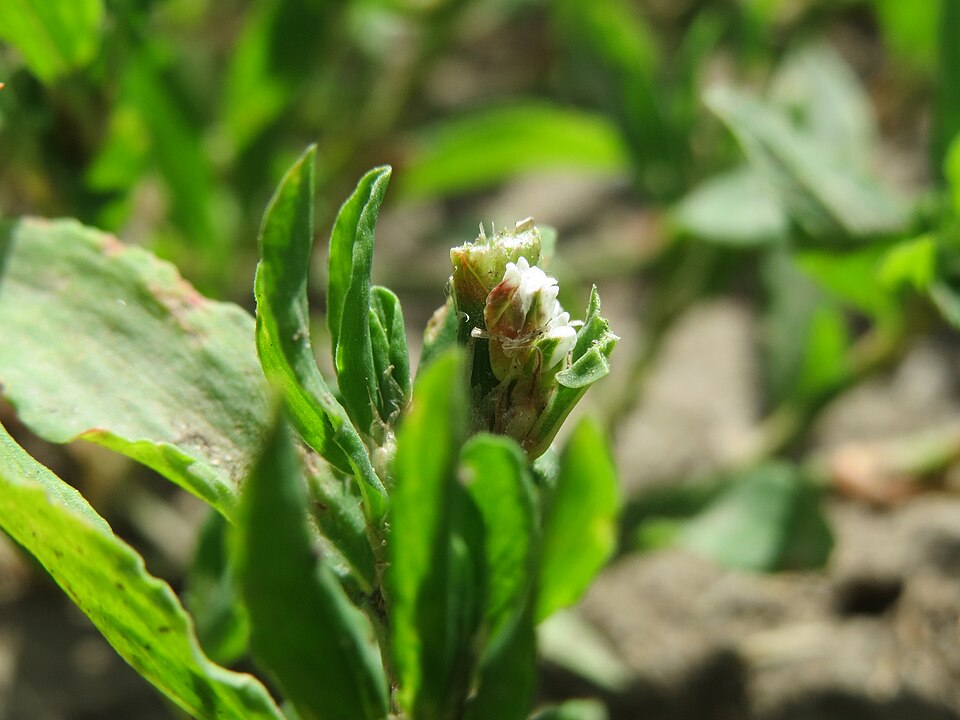 Polygonum aviculare (common knotweed) (alternate view 9)