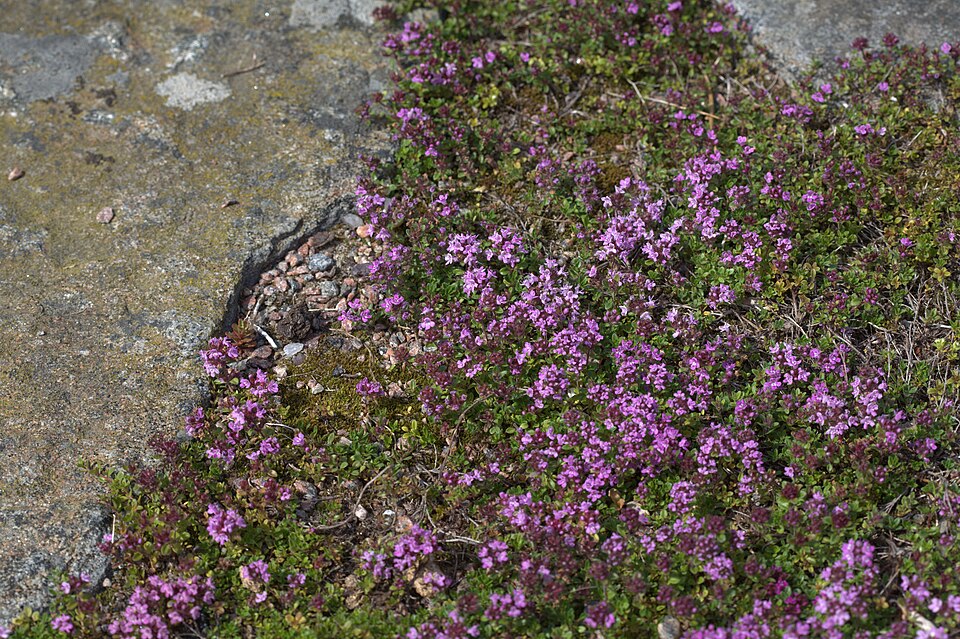Thymus serpyllum 'Elfin' (Elfin Creeping Thyme)