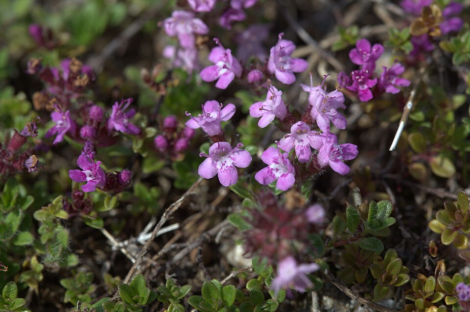 Thymus serpyllum 'Elfin' (Elfin Creeping Thyme) (alternate view 2)