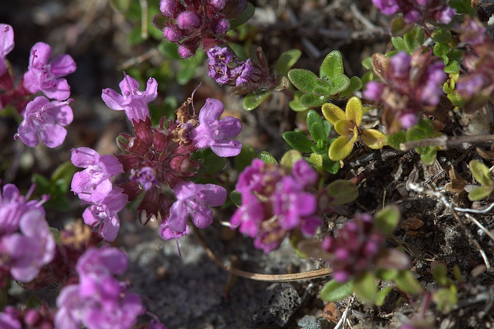 Thymus serpyllum 'Elfin' (Elfin Creeping Thyme) (alternate view 3)