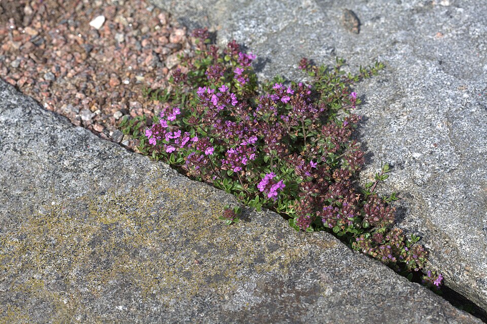 Thymus serpyllum 'Elfin' (Elfin Creeping Thyme) (alternate view 4)