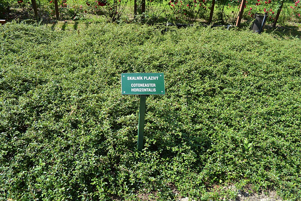 Cotoneaster horizontalis (rock cotoneaster) (alternate view 9)